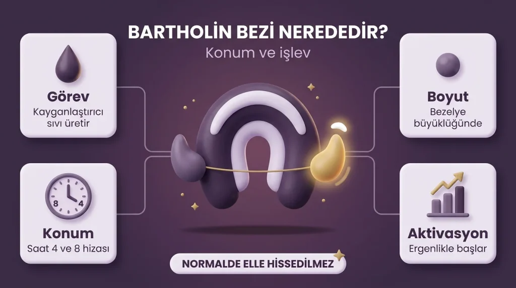 Bartolin Bezi nerededir